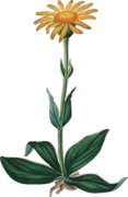 Arnika