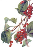 Schizandra