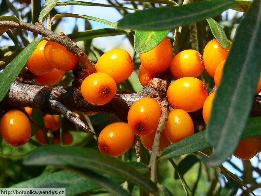 Rakytník rešetliakovitý - Citrónovník severu